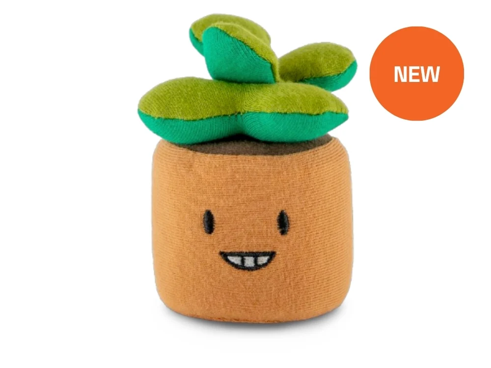 Sunny the Succulent Plant Mate Squeezibo Stress Ball by Noomi
