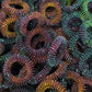 Kaiko_wrist_spikey_oil_slick_self_harm_tool_mass