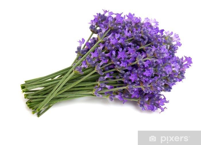 Warmies 100% Wheat Hot Pack scented with French Lavender