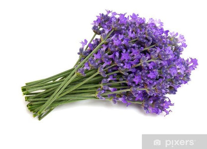 Warmies 100% Wheat Hot Pack scented with French Lavender